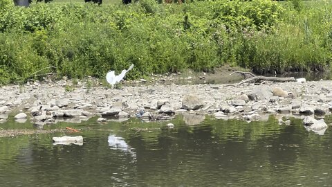 The Great White Egret has landed