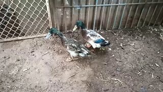 A couple of Indian Runner Ducks, getting ready to go into the big pen with the other Ducks