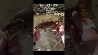 How to find smallmouth in the creeks.