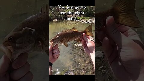 How to find smallmouth in the creeks.