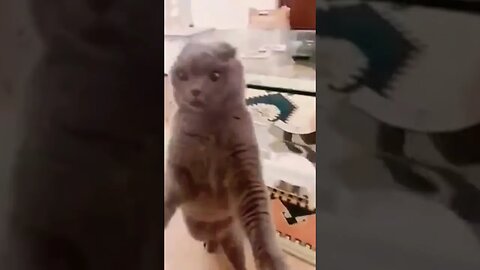 These cats FIGHT! 🤣 | Best Cat Videos 💀 #shorts#cats#entertainment#funny#fights