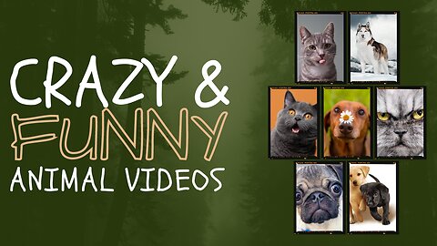 Funny Animal Videos 2023 Best Dogs And Cats Videos