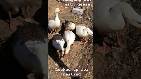 Feeding my geese