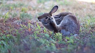 Rabbit Scratching