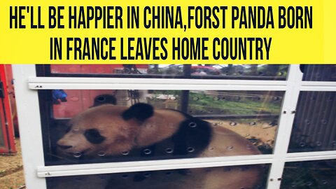 The First Panda Born in France Leaves for its Homeland