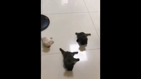 Newborn puppies try to take a step so funny 😂 🐶