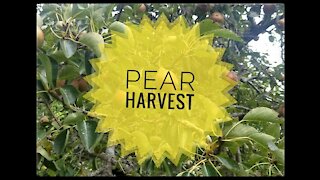Harvest Pears with Me