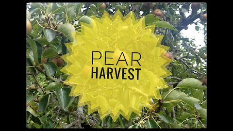 Harvest Pears with Me