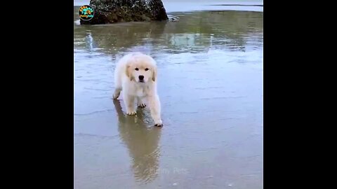 😂funny _ 🐶_ dog _ Video 🐕