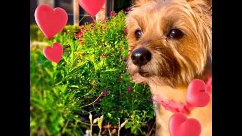 Dixie the Norwich terrier - Happy Valentine’s day - 2020