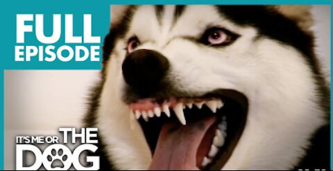 Husky: Diesel , It's Me or Dog Behavior
