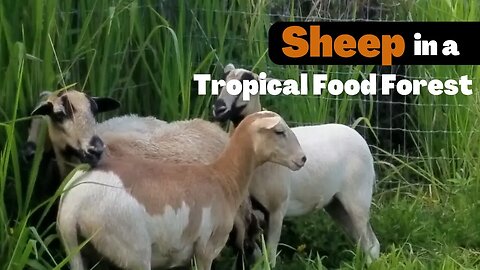 Sheep In Hawaii: Rotational Grazing, Silvopasture, and Raising Them On A 1/2 Acre Food Forest