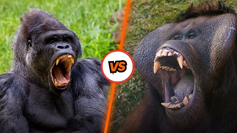 GORILLA VS ORANGUTAN