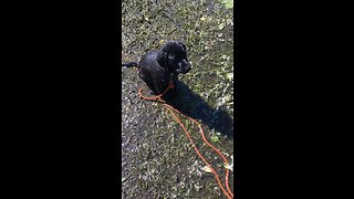 Lab Puppy First Water Retrieve