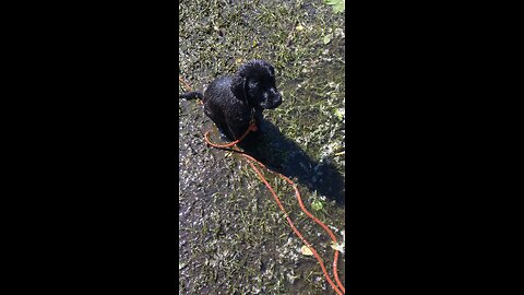 Lab Puppy First Water Retrieve