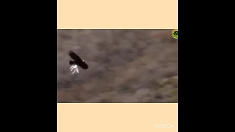 10 dangerous eagle
