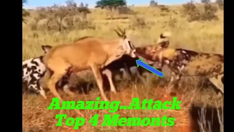 Amazing... Attack Top 4 Moments - Deer vs dogs, Elephant vs lion, Buffalo vs Jackal,|| 2022 ||