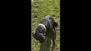 Great Dog to Have 🐕‍🦺 #ChamberlinFamilyFarms #englishmastiff #dog #obedience