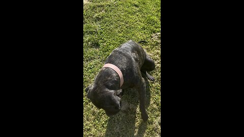 Great Dog to Have 🐕‍🦺 #ChamberlinFamilyFarms #englishmastiff #dog #obedience