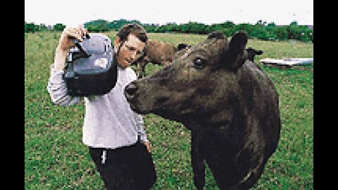 Enjoy your time watching the cows when listening to music