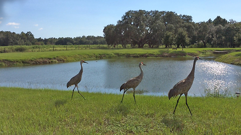 Three Sandhill Cranes enjoying a lakeside stroll