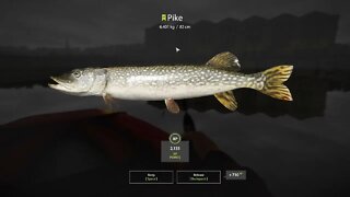 Russian Fishing 4 Volkhov River Pike 6.401 Kg