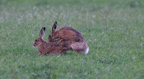 Brown hare mating | Reproduction #93