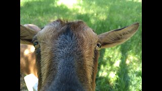 Cute Adult Nigerian Dwarf Goat Compilation