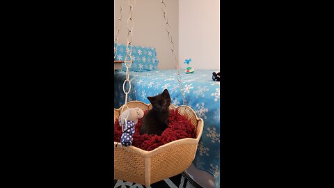 Transform a old lampshade into a hammock to my cats