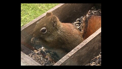 Squirrels 😮