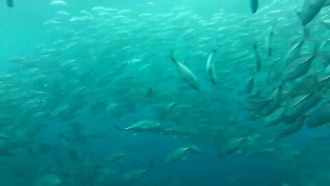 Shoal of jack fish in tulemben in Bali, Indonesia