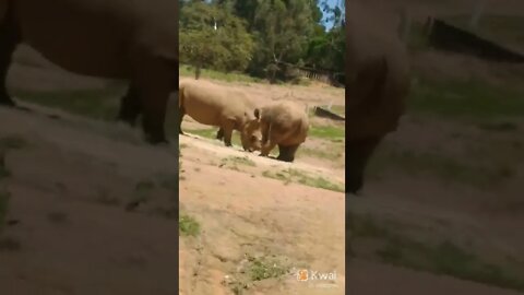 passeio zoológico Itatiba sp rinoceronte maravilhoso