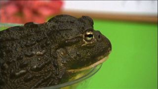 Animal Check-Up At London Zoo