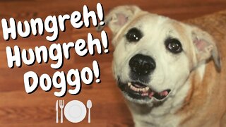 #shorts Hangry Dog Barking Loudly For More Food