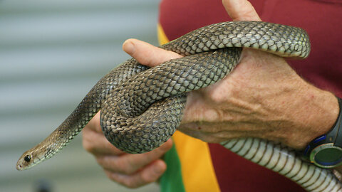 Eastern Brown Snake Australia