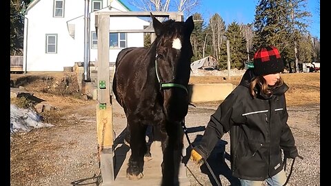 DRAFT HORSES Training In The Stocks!