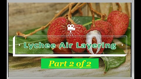 Lychee Tree Propagation Air Layering