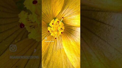 #exploring #texasgardening #gardening #flower #nativeplants #sanantonio #yellowflowers