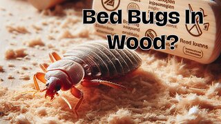 Can Bed Bugs Live In Wood?