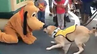Service Dog Is Incredibly Happy To Meet Pluto At Disneyland