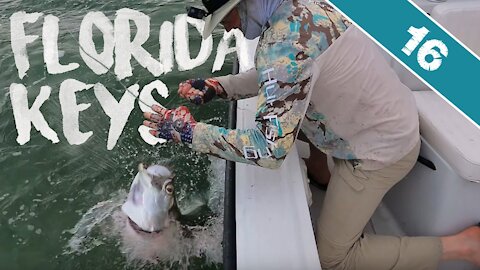 FLORIDA KEYS TARPON FISHING - Marathon Key Kayak and Boat Shark and 'Poons