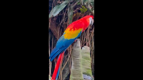 Macaw - Guacamaya en Galveston