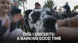 Three reasons to have your dog tag along for a concert
