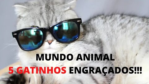 Mundo Animal- Gatinhos Engraçados!!!