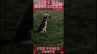 Animais Engraçados e Fofos Se você ama o seu Pet clique no link abaixo!#shorts 1