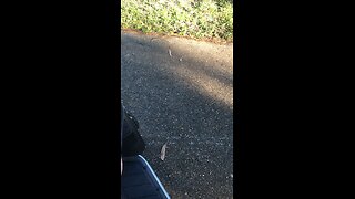 Electric scooter ride