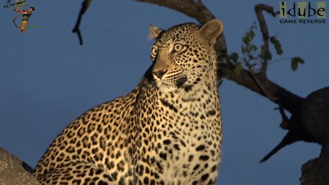 Scotia Female Leopard And Ravenscourt Male With A Meal