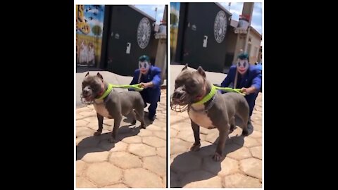 American bully | Pitbull🔥dog status | Pitbull lover😍| Pitbull dog fight scene | Dangerous dog breeds