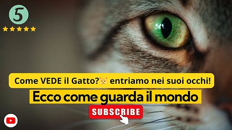 Come VEDE il Gatto?🐱 entriamo nei suoi occhi!