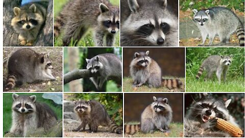 A pet raccoon wakes up the moment he smells peanuts